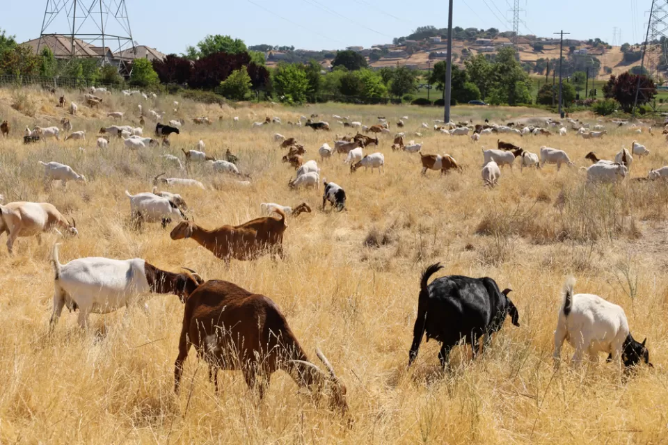 Goats grazing in a California field
